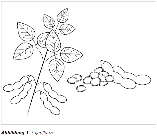 Abbildung 1 Sojapflanze